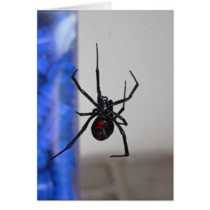 Querstation; ack-Witwen-Spinne