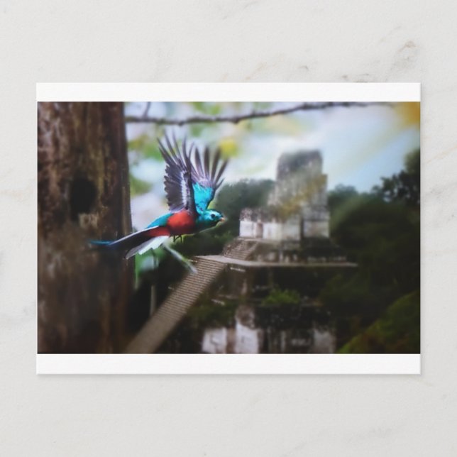 Quetzel in Tikal Postkarte (Vorderseite)