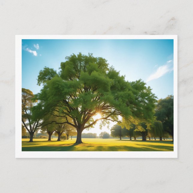 Quiet Time With a Big Tree – Postcard Postkarte (Vorderseite)