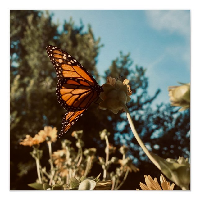 Quiet Wings Poster (Vorderseite)