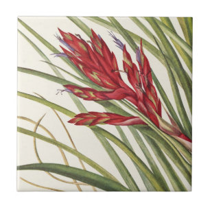 Quill-Leaf Tillandsia von Mary Vaux Walcott Fliese