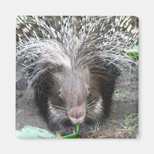 Quill Porcupine Magnet