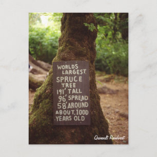 Quinault Rainforest Postkarte