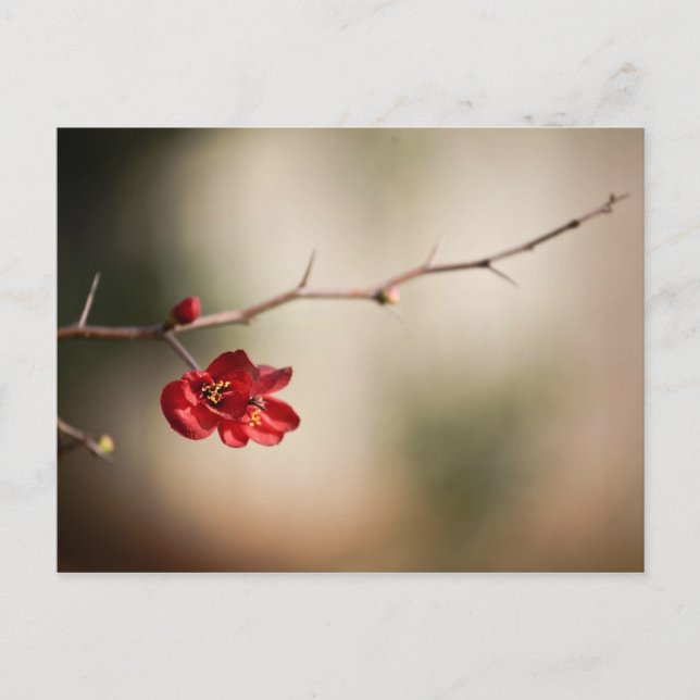 Quince Post Cards blühen Postkarte (Vorderseite)