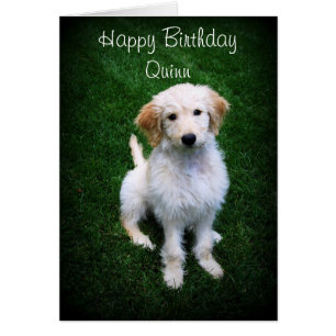 Quinn Happy Birthday Golden Doodle Puppy