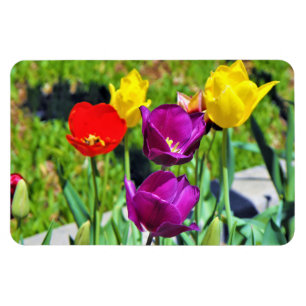 Quintet von Tulips-Foto Magnet