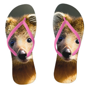 Quintin das ingwerfarbene Quokka, Flip Flops