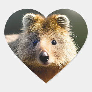 Quintin The Ginger Quokka, Herzkleber Herz-Aufkleber
