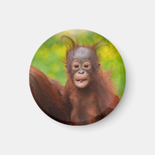 Quirky-Charme eines Orangutan-Babys Magnet