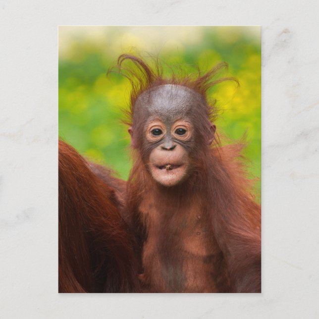 Quirky-Charme eines Orangutan-Babys Postkarte (Vorderseite)