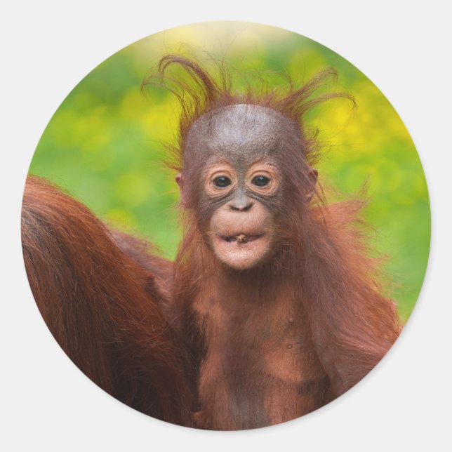 Quirky-Charme eines Orangutan-Babys Runder Aufkleber (Vorderseite)