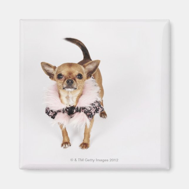 Quirky-Porträt eines Teacup Chihuahua Magnet (Vorne)