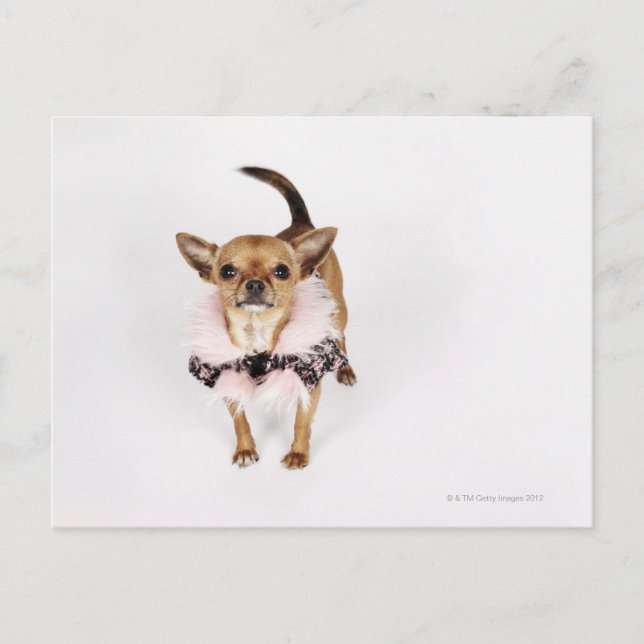Quirky-Porträt eines Teacup Chihuahua Postkarte (Vorderseite)