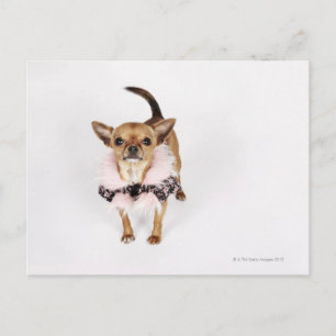 Quirky-Porträt eines Teacup Chihuahua Postkarte