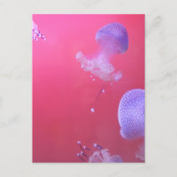 Quirky-Qualle im rosa Wasser