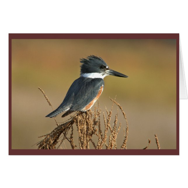 Quitte Kingfisher (Vorderseite (Horizontal))