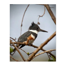 Quitte Kingfisher