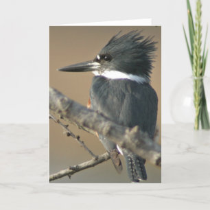Quitte Kingfisher Karte