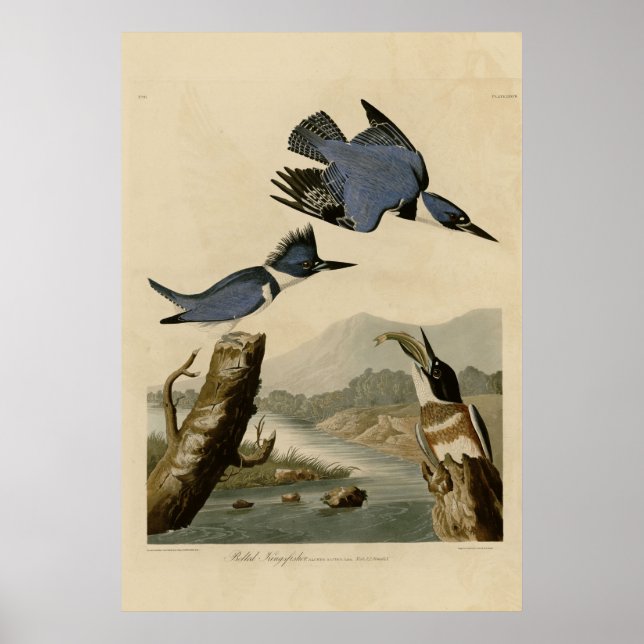 Quitte Kingfisher Poster (Vorne)