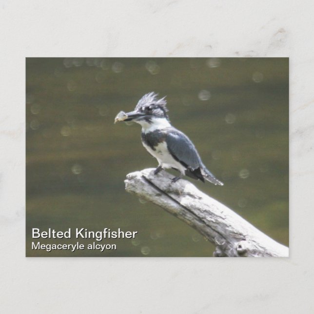 Quitte Kingfisher Postkarte (Vorderseite)