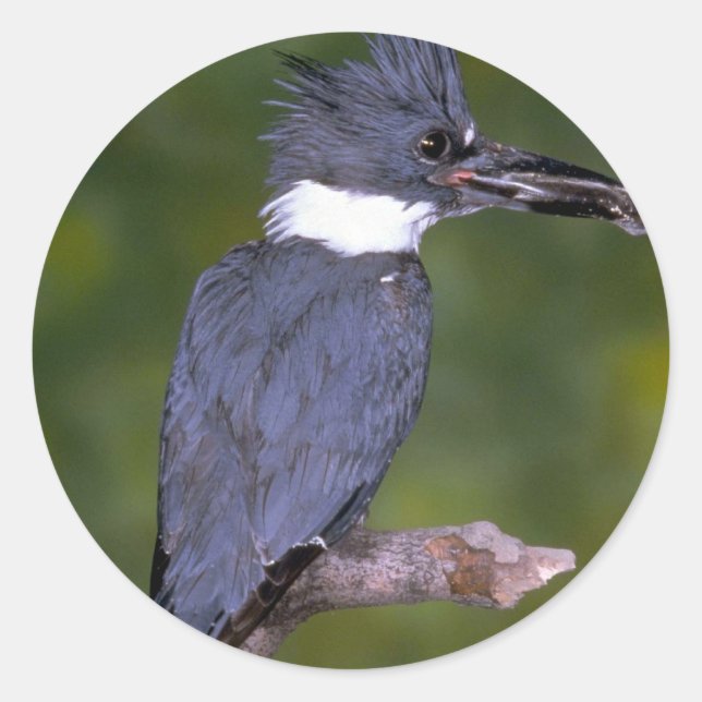 Quitte Kingfisher Runder Aufkleber (Vorderseite)