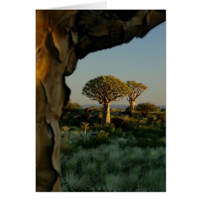 Quiver Tree Forest, Namibia Blank Card (Vorne)