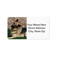 Quizzical German Shepherd