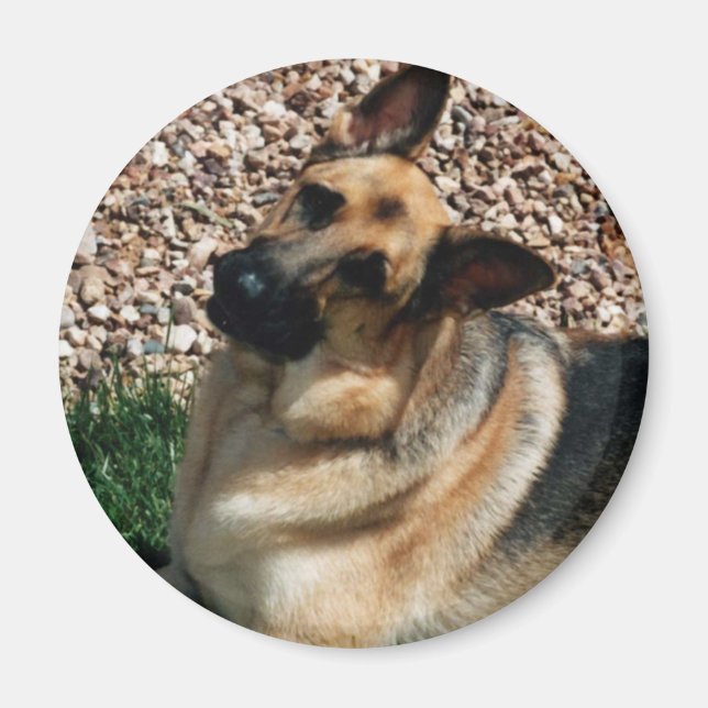 Quizzical German Shepherd Magnet (Vorne)