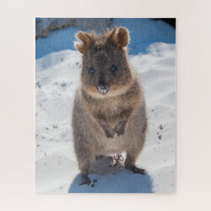 Quokka am Strand, 520 Stück Puzzle