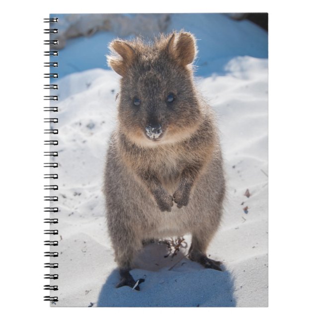 Quokka am Strand Notizblock (Vorderseite)