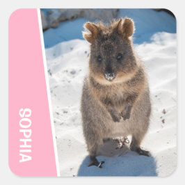 Quokka Cute Animal on the Beach Australia Pink Quadratischer Aufkleber