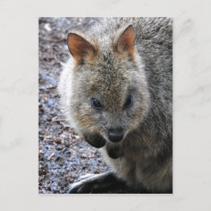 Quokka Feiertagspostkarte