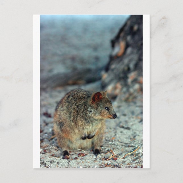 Quokka mit niedlicher Wut auf der Insel Rottnest Postkarte (Vorderseite)
