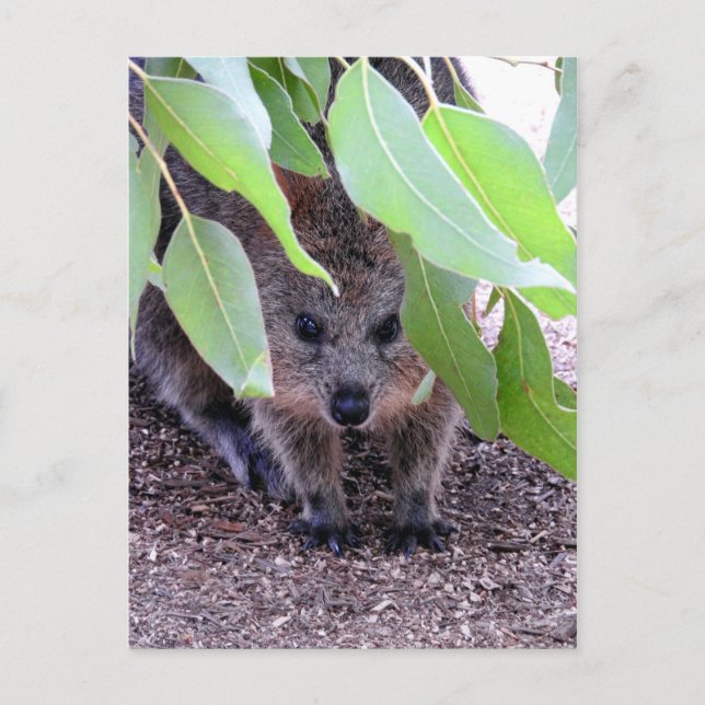 Quokka Postcard Postkarte (Vorderseite)