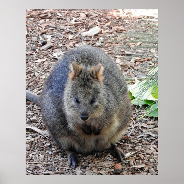 Quokka Poster (Vorne)