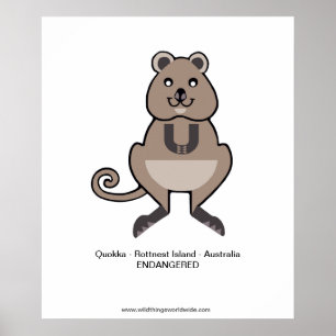 Quokka - poster