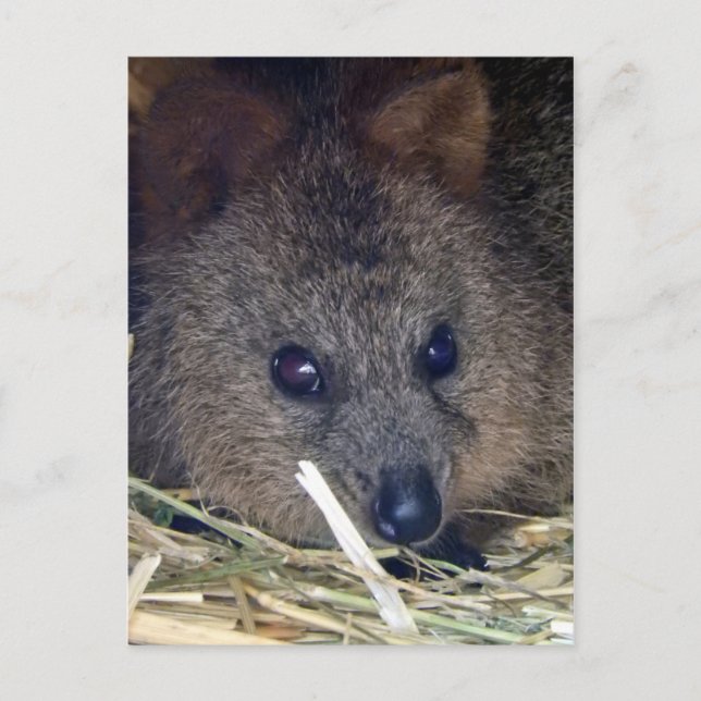 Quokka Postkarte (Vorderseite)