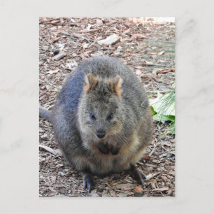 Quokka Postkarte
