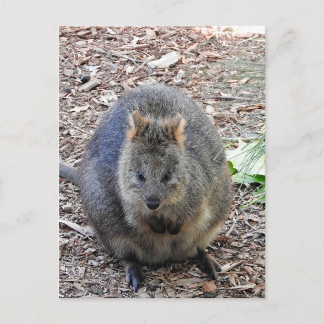 Quokka Postkarte (Vorderseite)