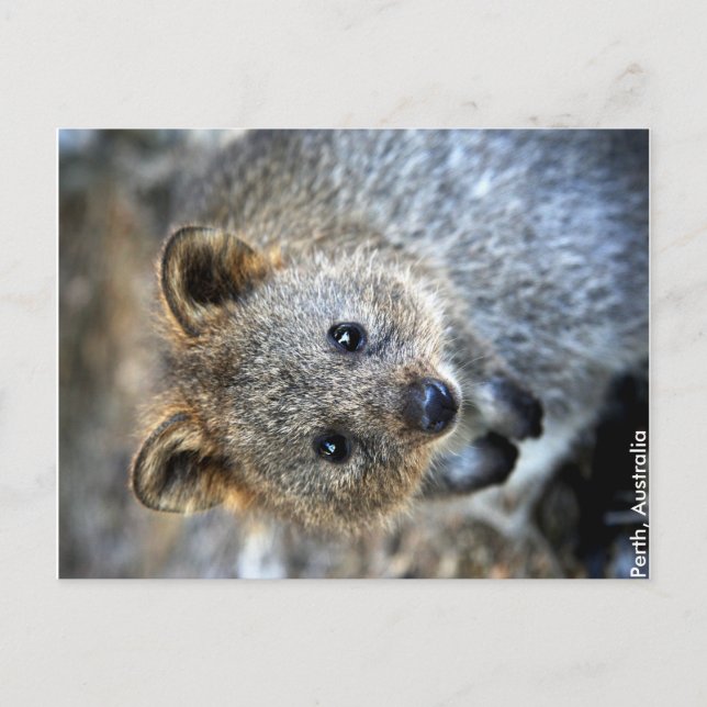 Quokka Western Australien Postcard Postkarte (Vorderseite)