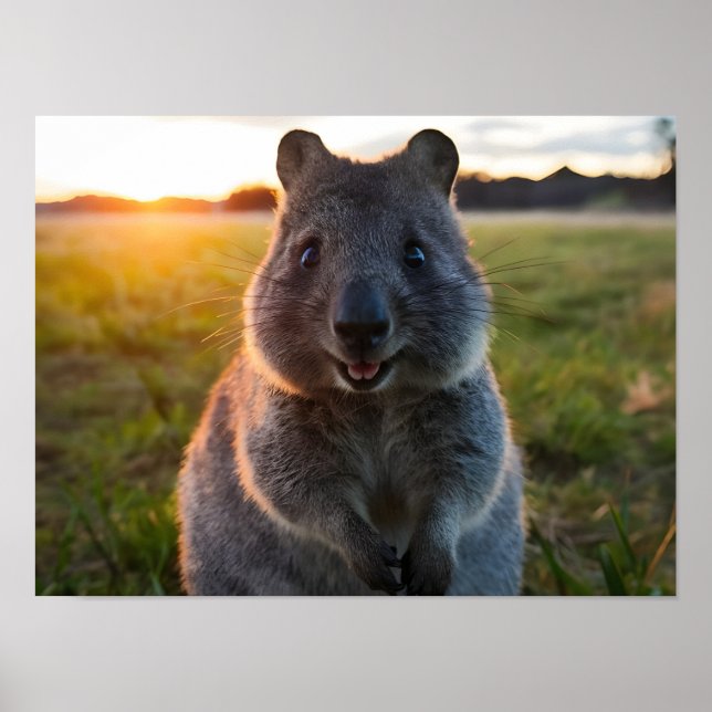 Quokkas Sonnenuntergangslächeln Poster (Vorne)