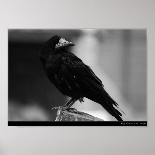 Quoth the Raven Poster (Vorne)