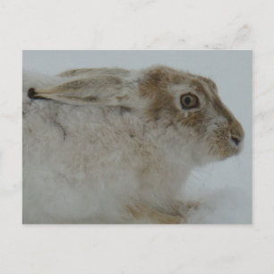 R11 Schneeschuhhase Kopfschuss Postkarte