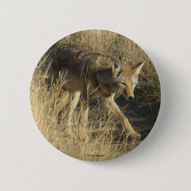 R14 Coyote Walking Button (Vorderseite)