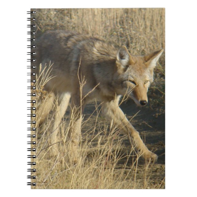 R14 Coyote Walking Notizblock (Vorderseite)