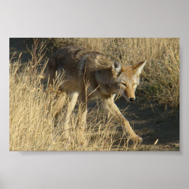 R14 Coyote Walking Poster (Vorne)