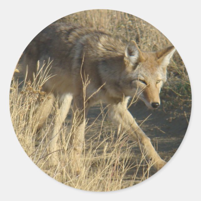 R14 Coyote Walking Runder Aufkleber (Vorderseite)