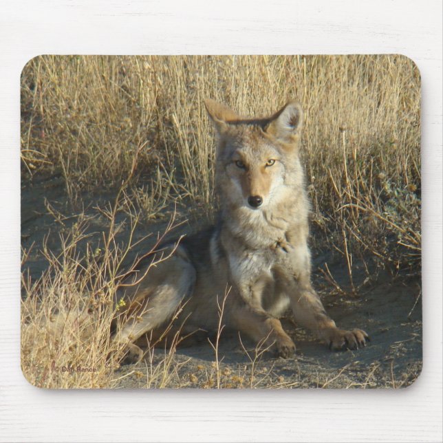 R15 Coyote Lay Mousepad (Vorne)
