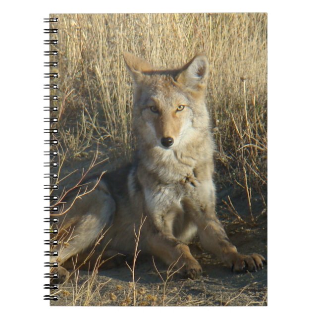 R15 Coyote Lay Notizblock (Vorderseite)