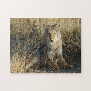 R15 Coyote Lay Puzzle